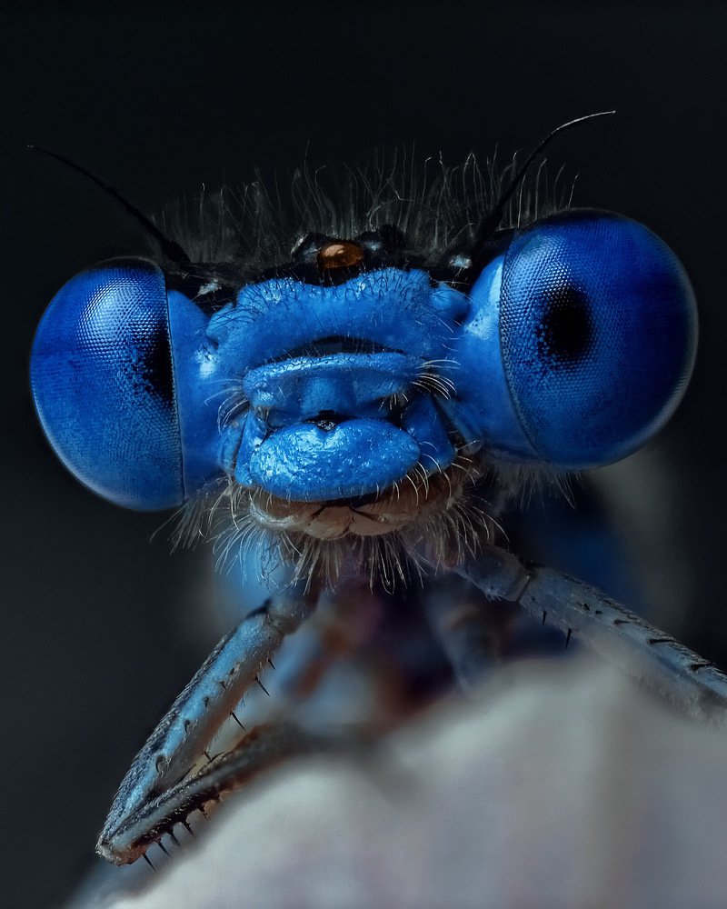 Стрекоза стрелка красивенькая (Coenagrion pulchellum)
