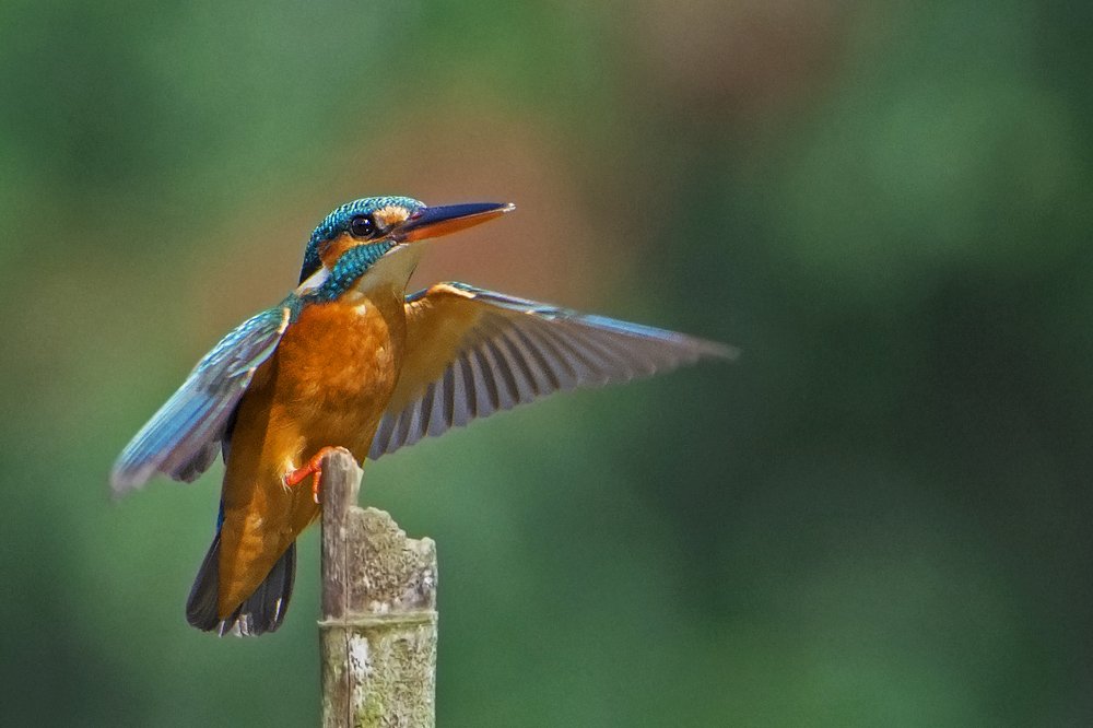 Photograph by Pinak Paul