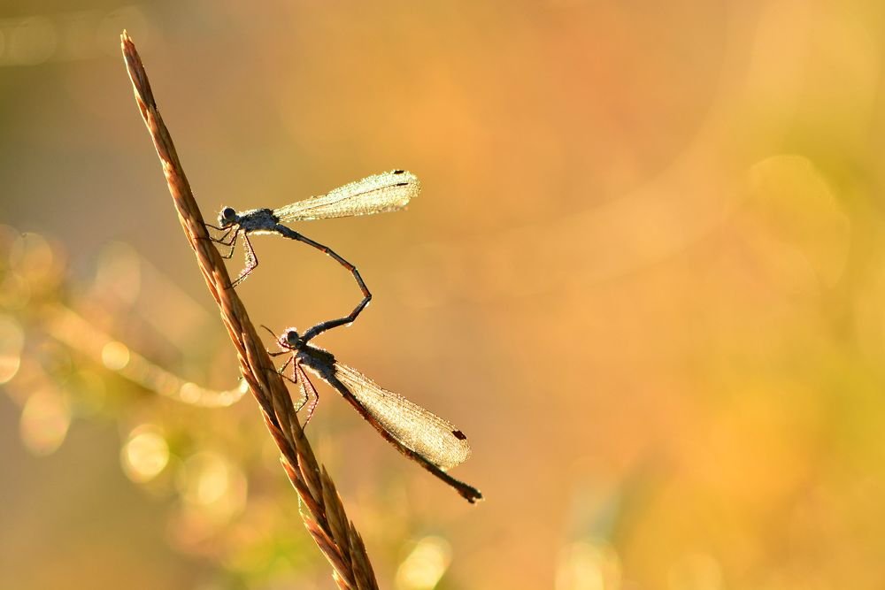 Photograph by Юлия Абрамова