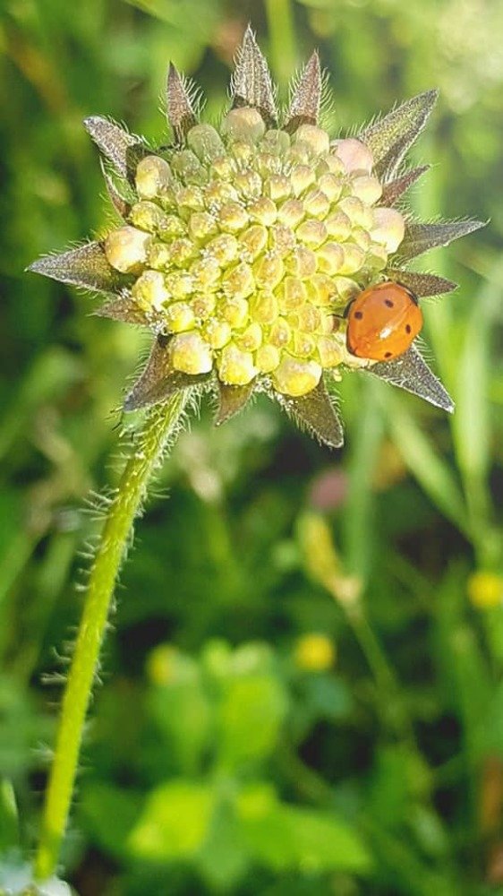 Фотография автора Kate Fontaine