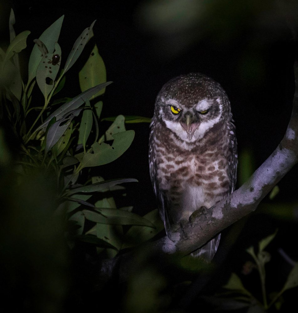 AMUSING WINK OF THE MAGNIFICENT NIGHT GUARD.