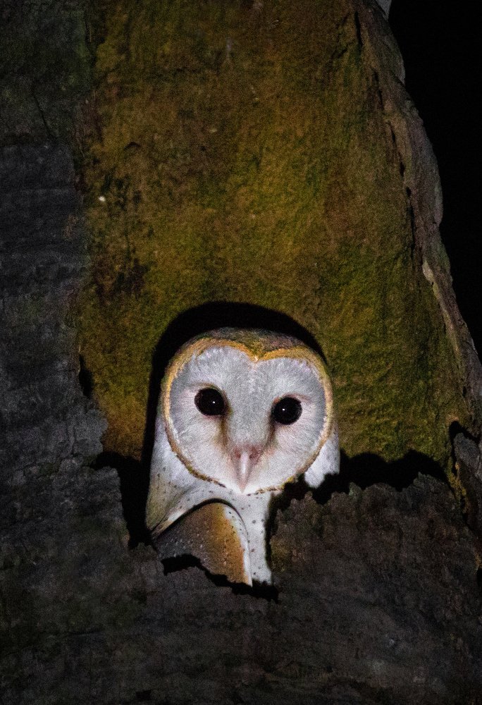 THE SWEETEST & SILENT OBSERVER IN THE HOURS OF DARKNESS