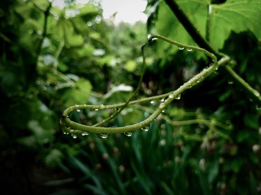 Photograph by Elishaya Muntean