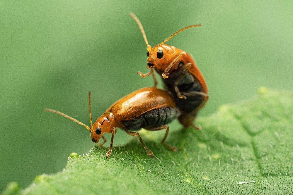 Photograph by Han Fuh Yow