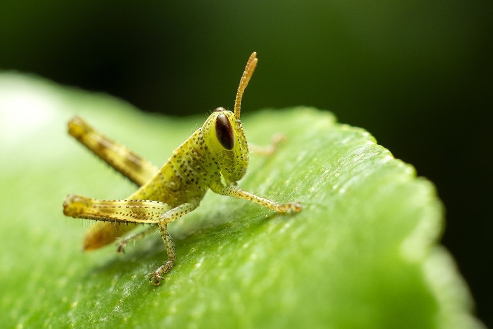 Photograph by Han Fuh Yow