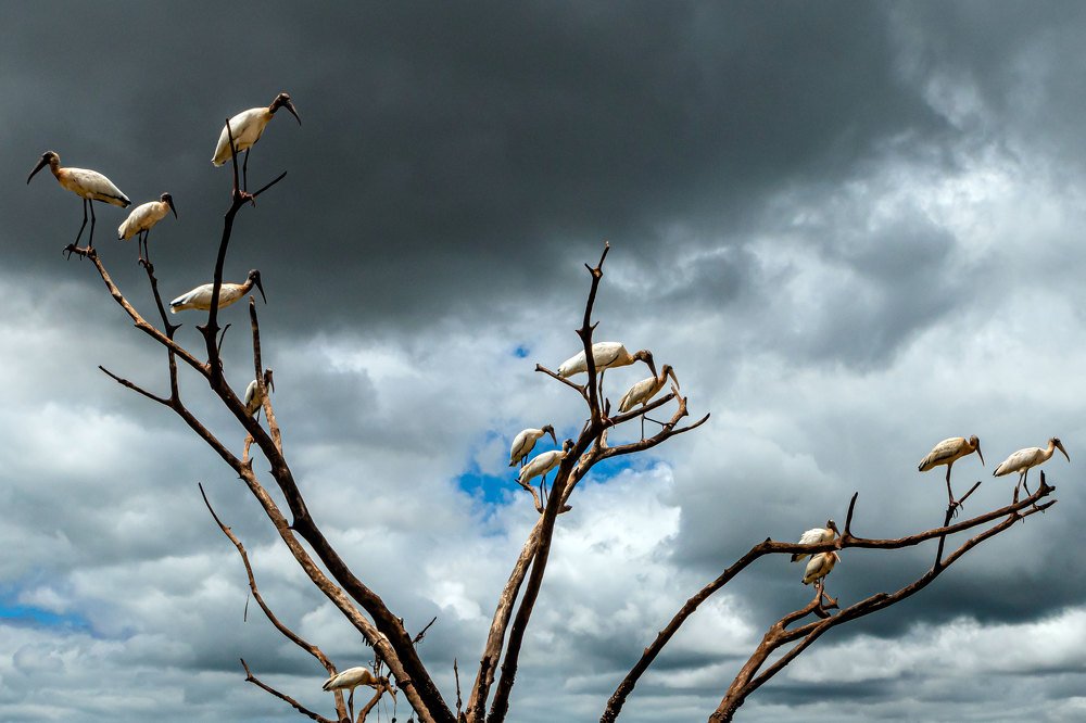 Photograph by HERIVALDO ALVES PEREIRA