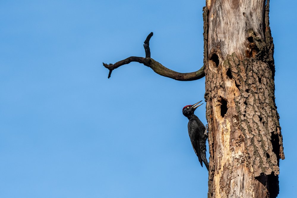 Фотография автора Дронов Константин