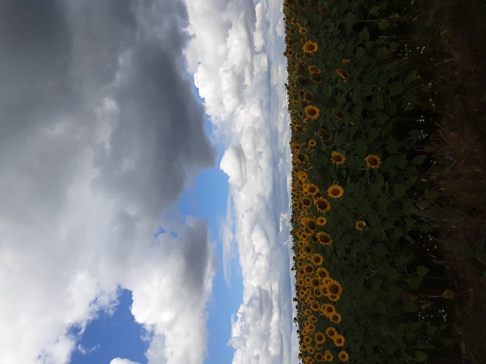 Поле подсолнухов