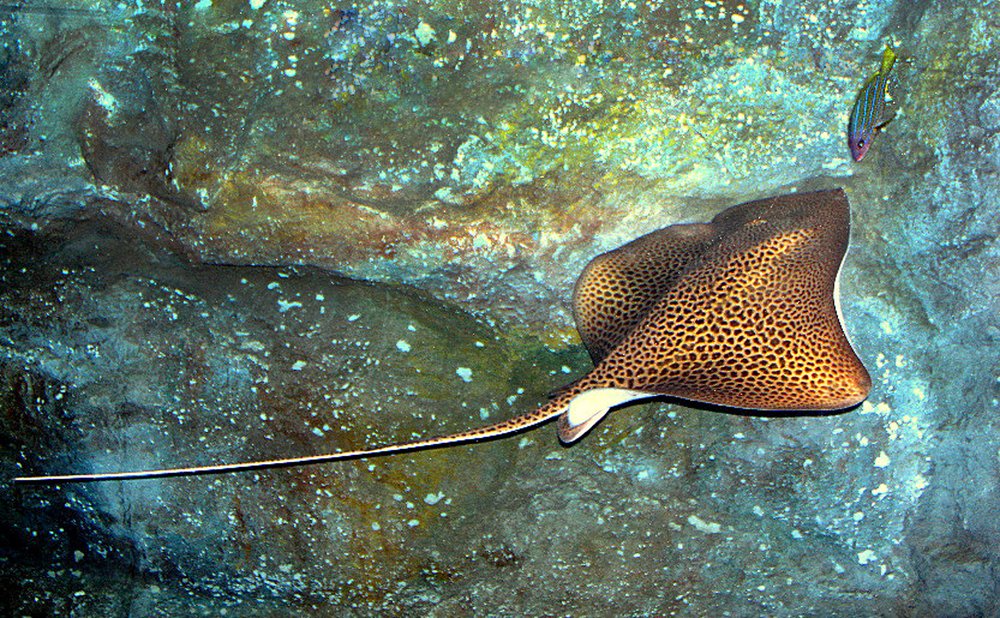 Любопытство. Curiosity.