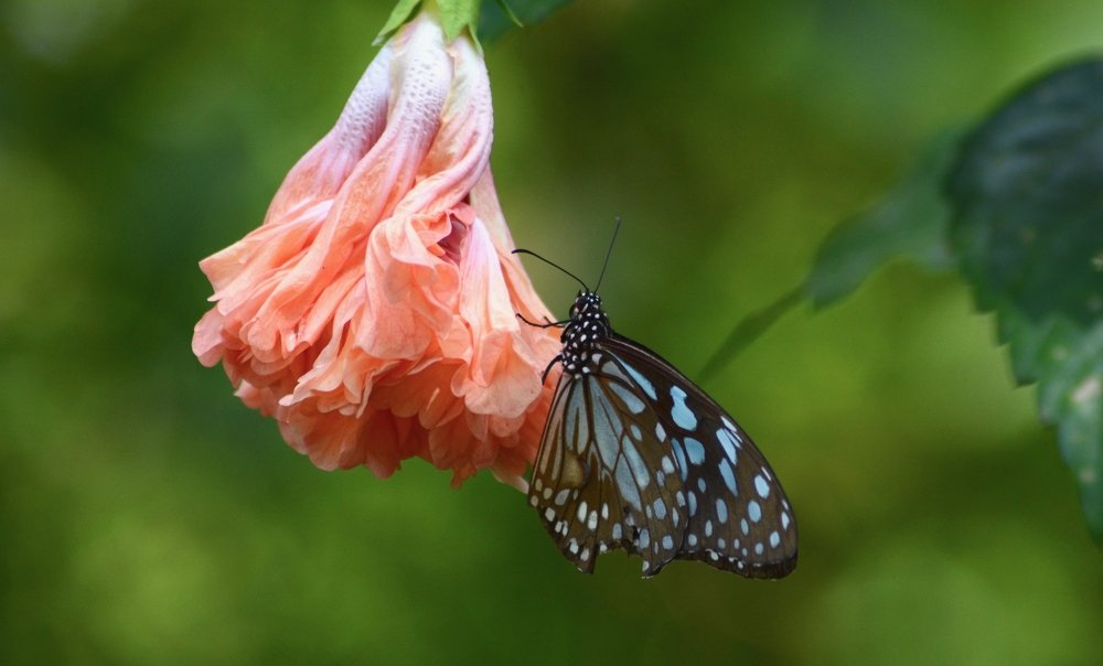 Photograph by Bhavana Sivayokan