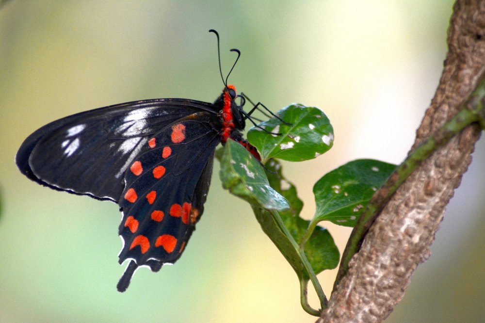 Photograph by Bhavana Sivayokan