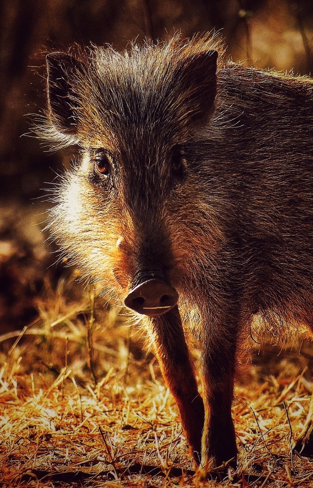 Photograph by Rahil Khan