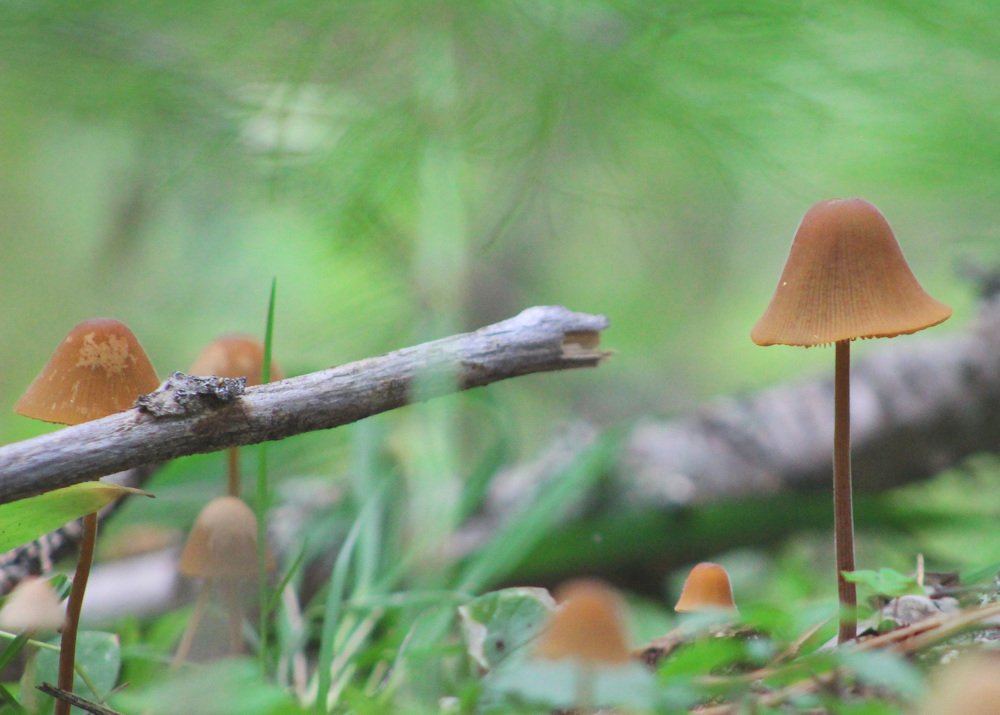 Агариковые