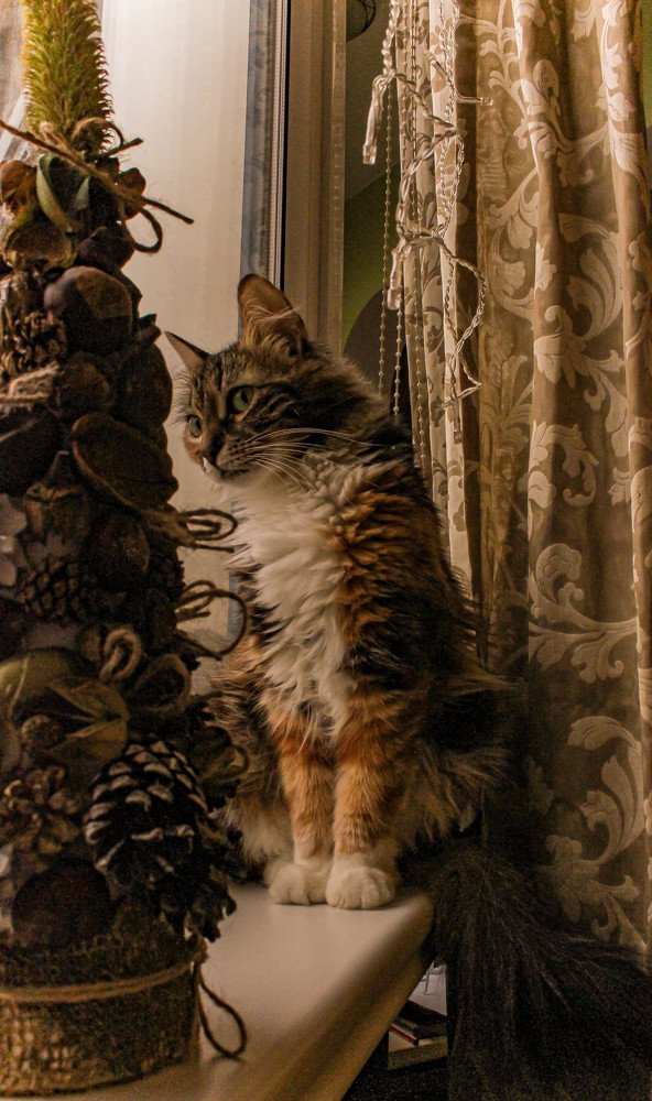 Ёлочка для Сони