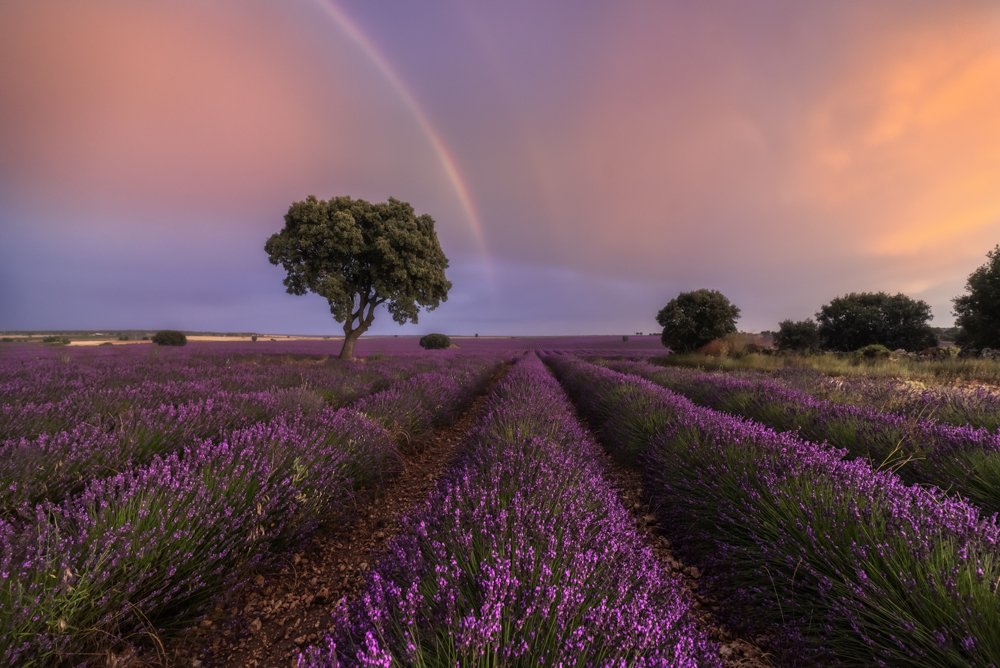 Rainbows on Lavender