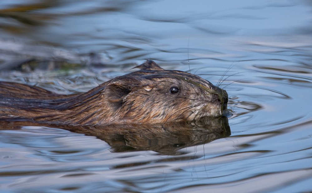 Фотография автора Татьяна Ливеровская