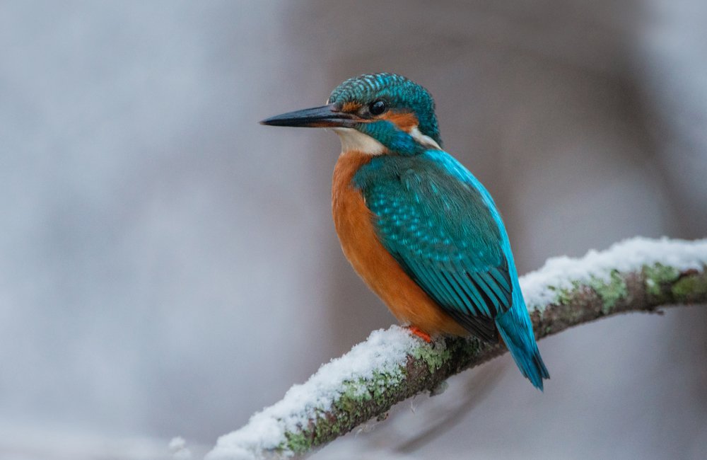 Фотография автора Татьяна Ливеровская