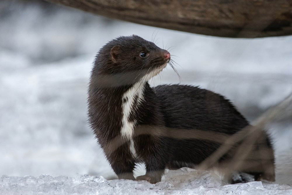 Фотография автора Татьяна Ливеровская