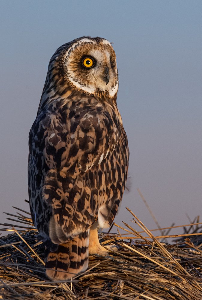 Фотография автора Татьяна Ливеровская