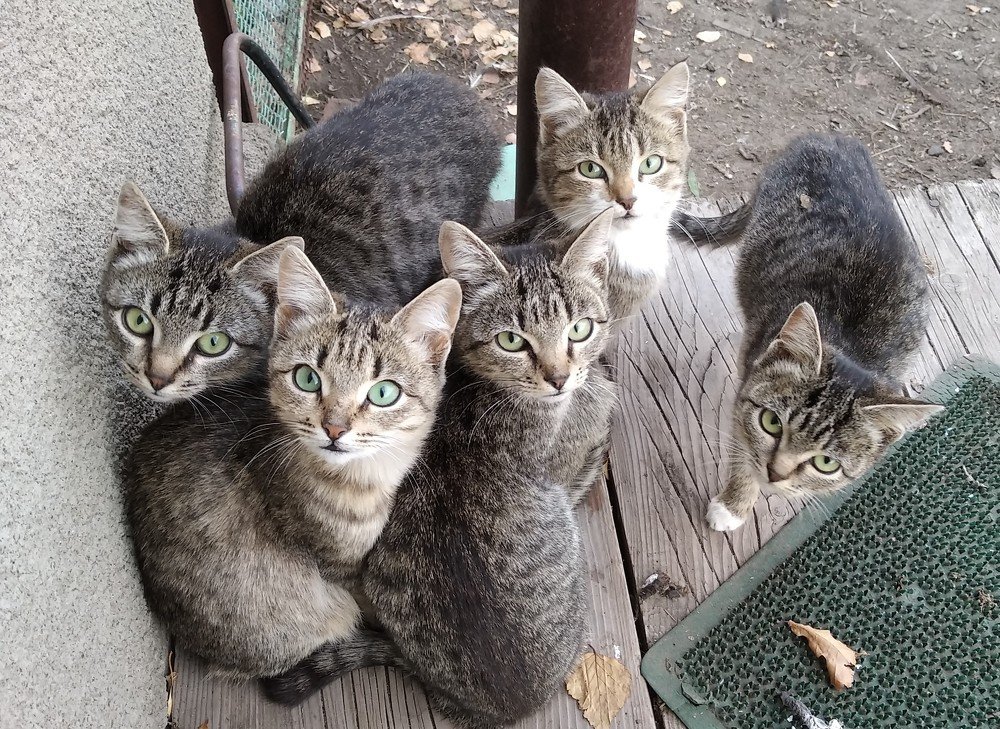 Пять котят.
