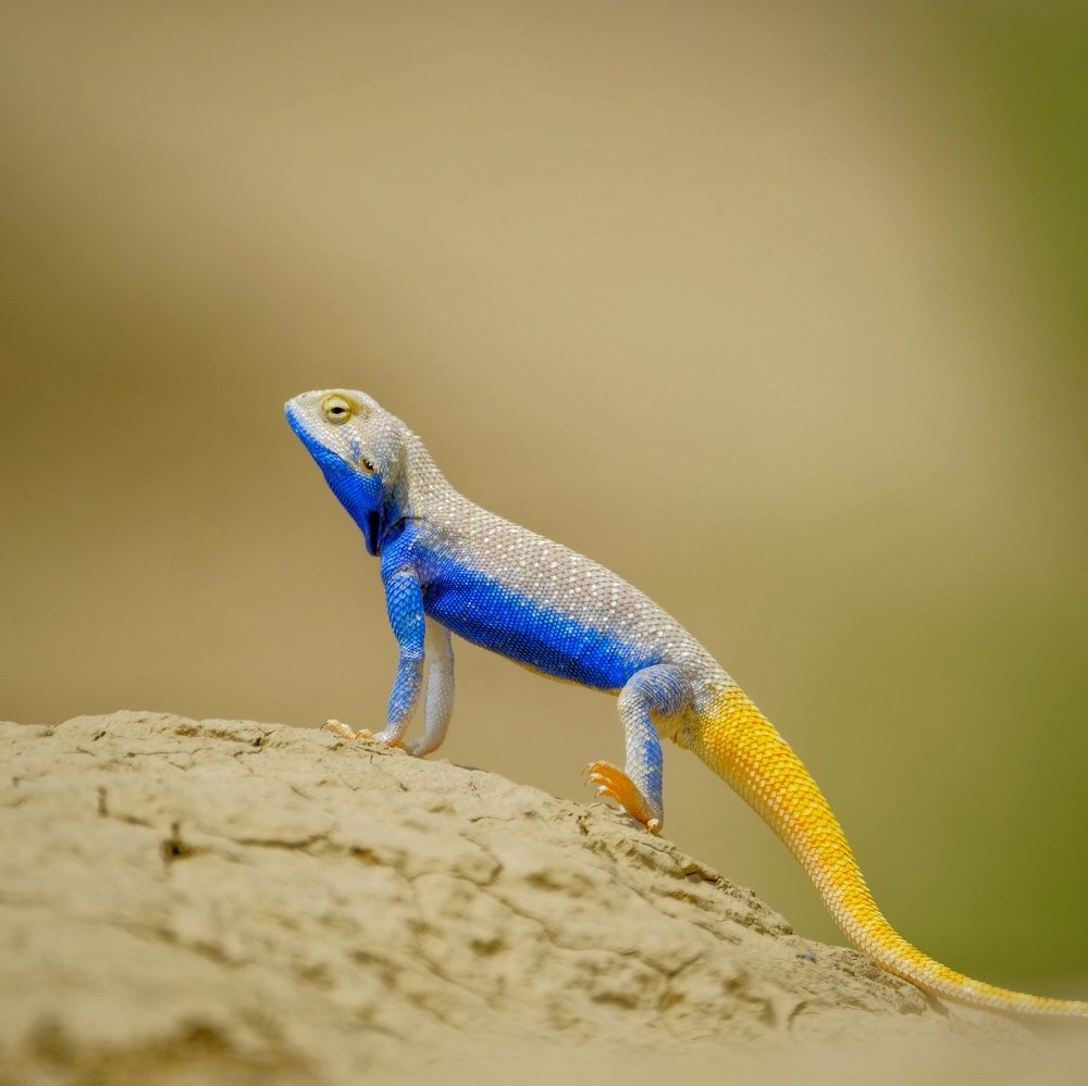 Photograph by Khalid Gurchani