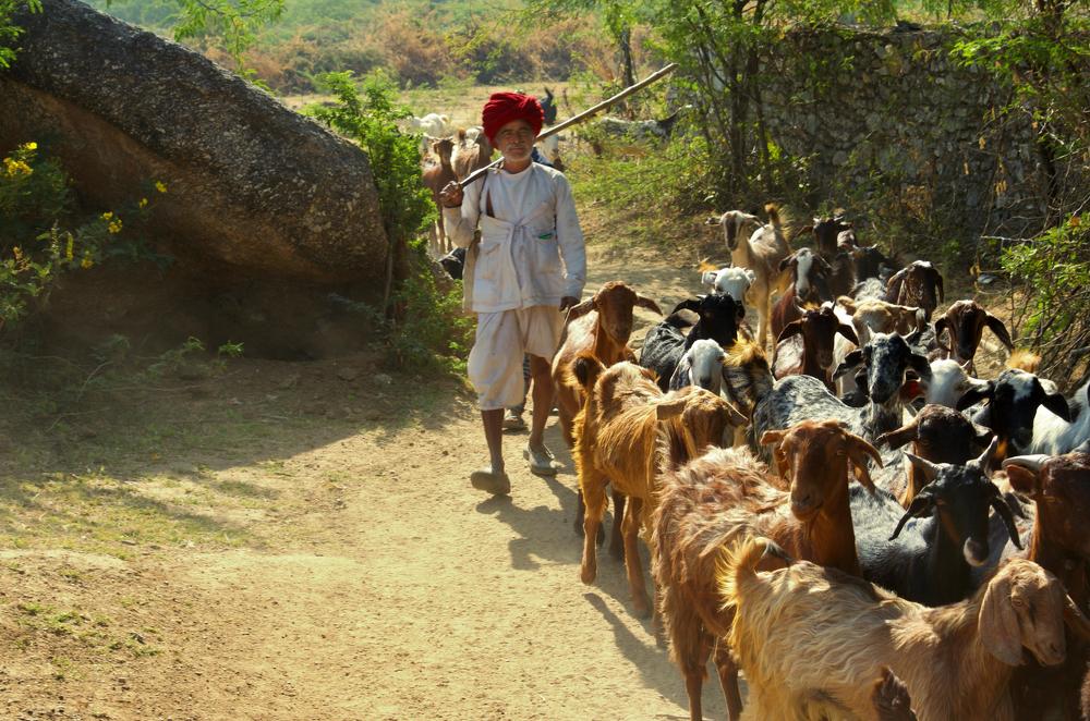 Фотография автора Afzal Khan