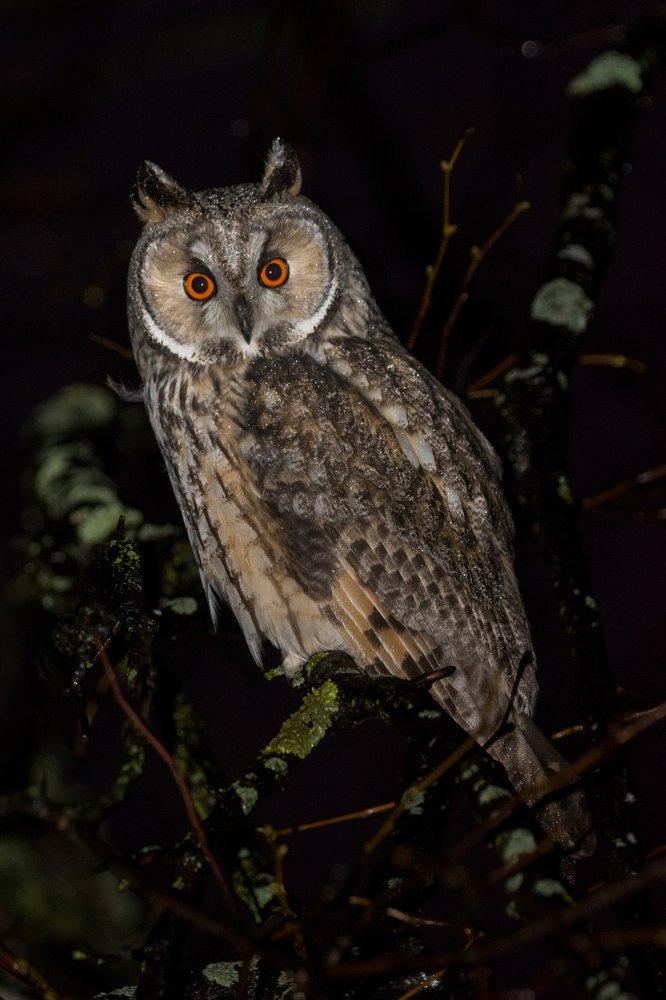 Фотография автора Татьяна Ливеровская