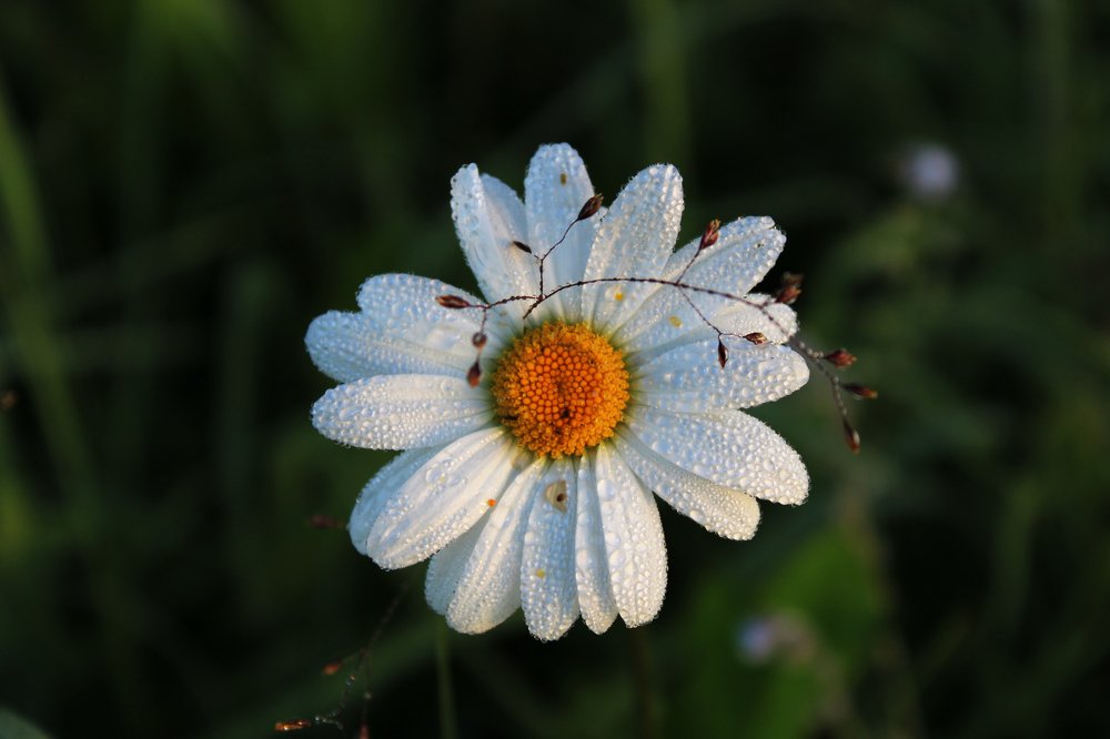 Ромашкины слёзки