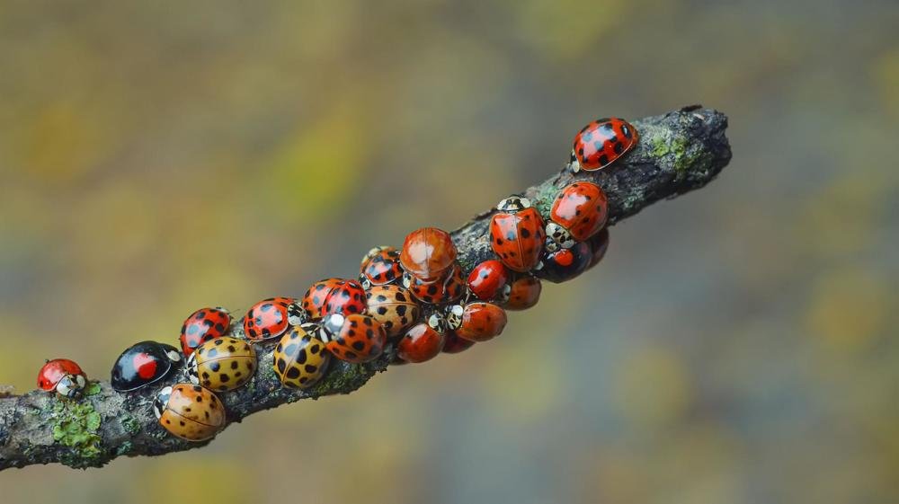 Фотография автора Билан Виктория