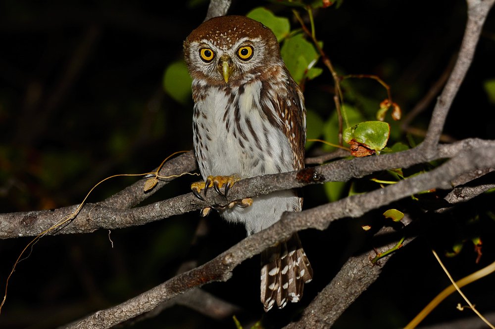 Фотография автора Олег Набровенков