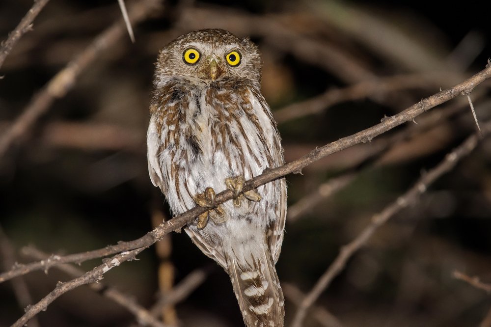 Фотография автора Олег Набровенков