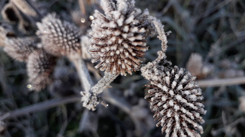 Первые заморозки