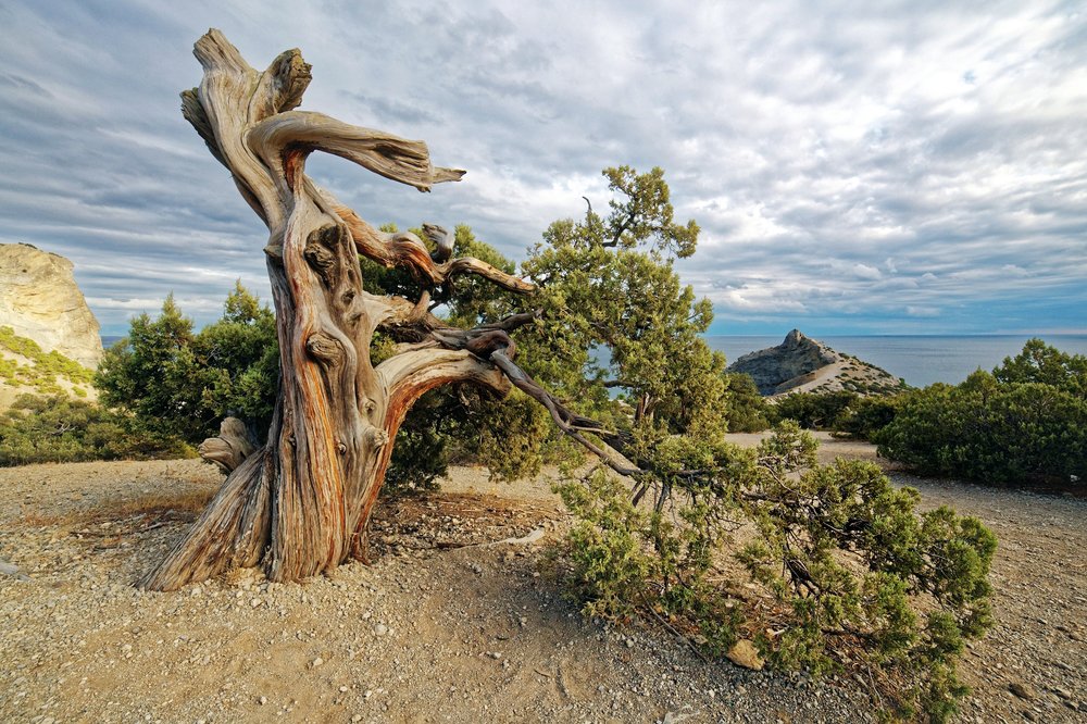 Фотография автора Лопухов Сергей