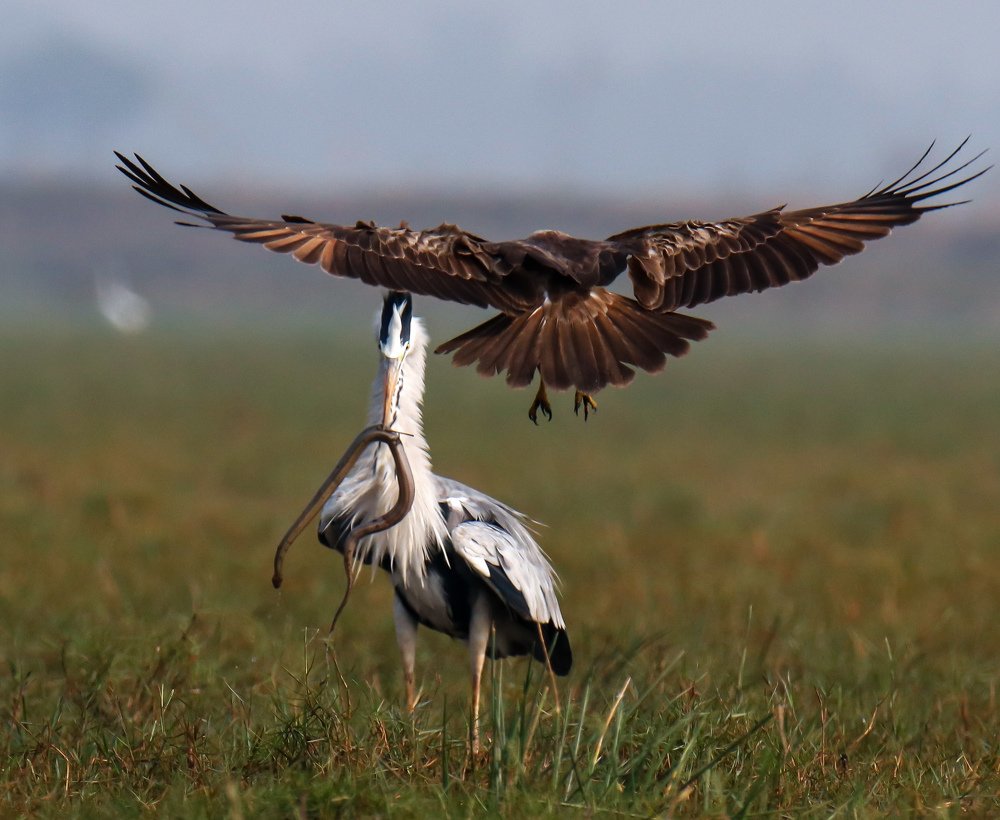 Photograph by Akash Bhattacharyya