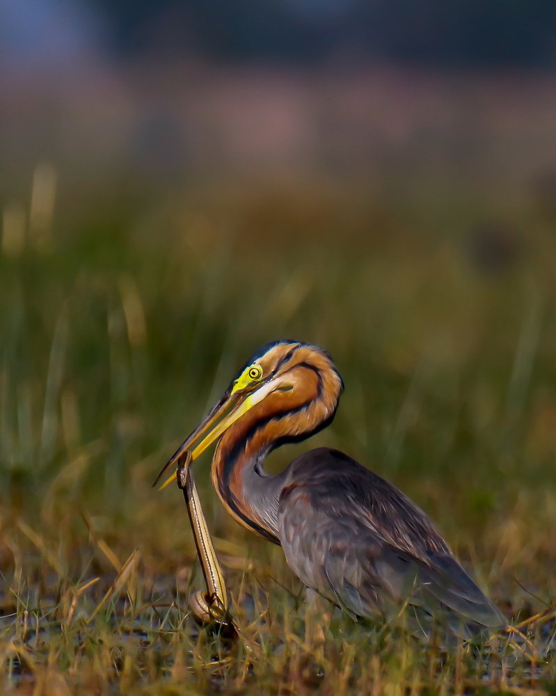 Photograph by Akash Bhattacharyya