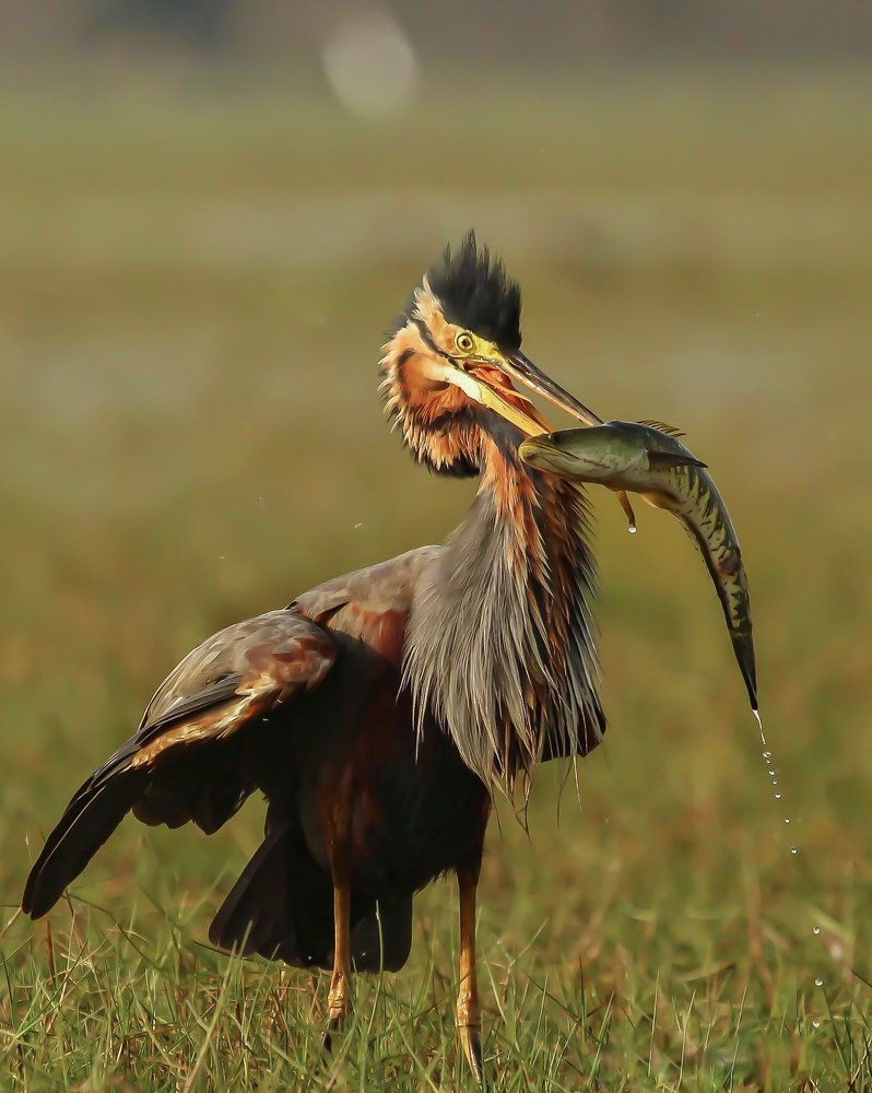 Photograph by Akash Bhattacharyya