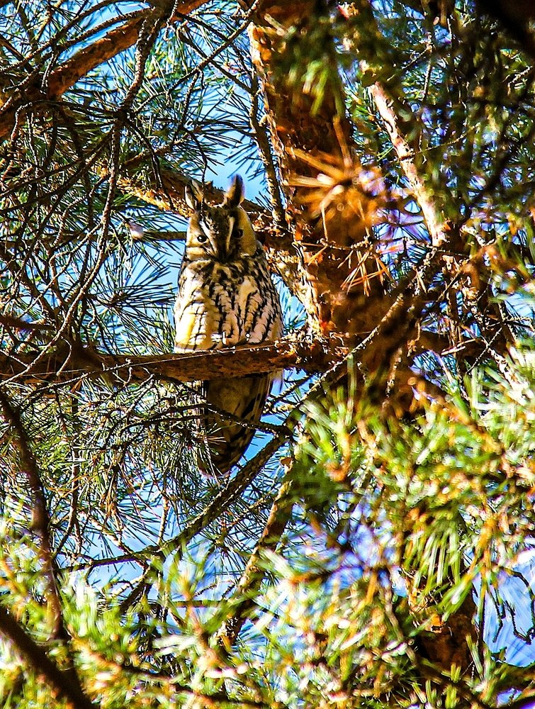 Фотография автора Nepran Vyacheslav