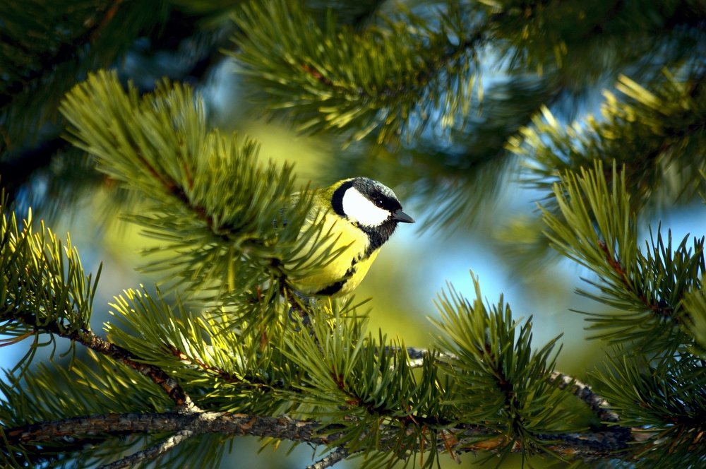 Большая синица