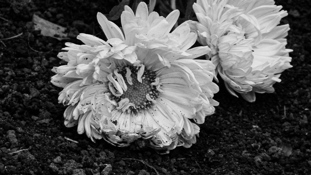 Photograph by Мария Королева