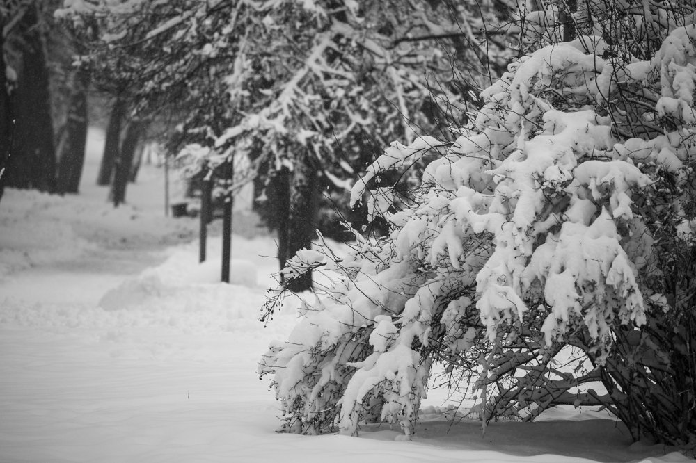 Photograph by Tatiana Zuikova