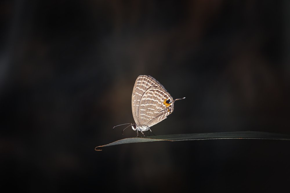 Getting ready to sleep