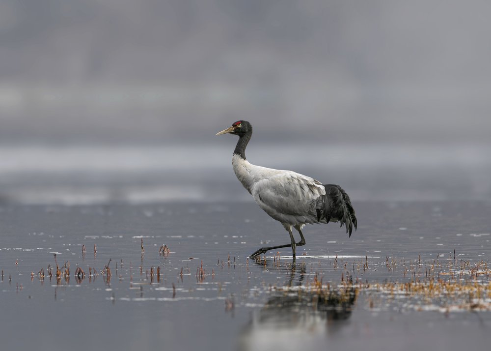 Black-necked crane