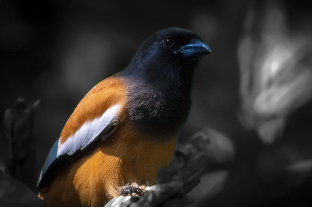 Photograph by SUJITH VARGHESE