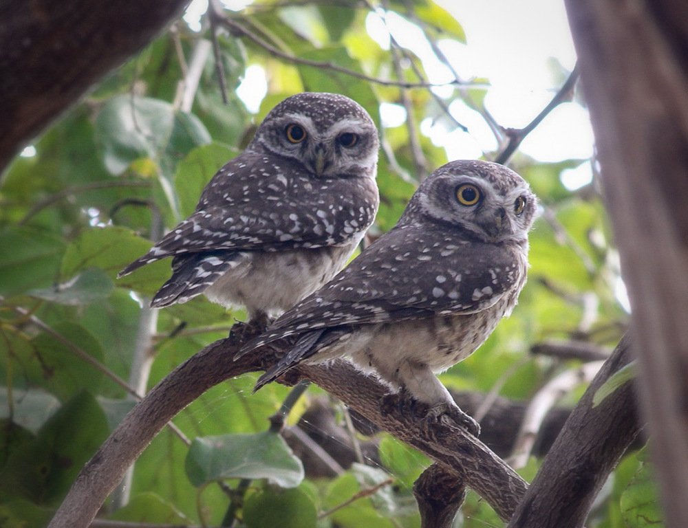 Photograph by Nyonika Rawal