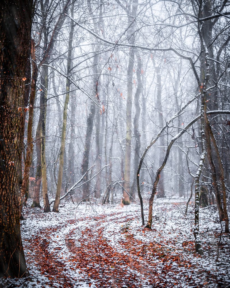 The first snowh