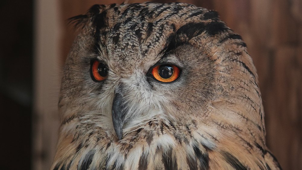 Photograph by Artem Khazov