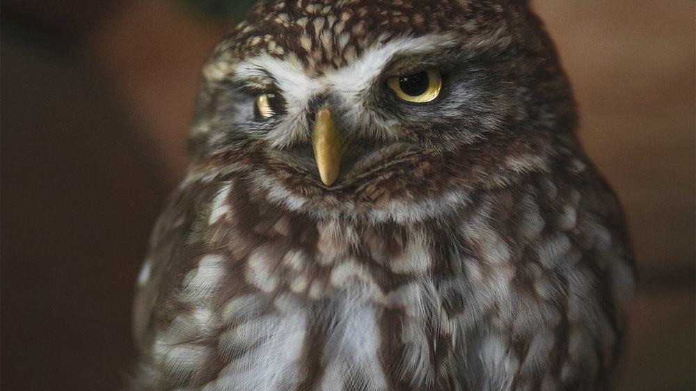 Photograph by Artem Khazov