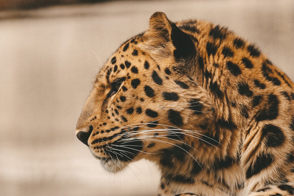 Photograph by Яна Котлярова