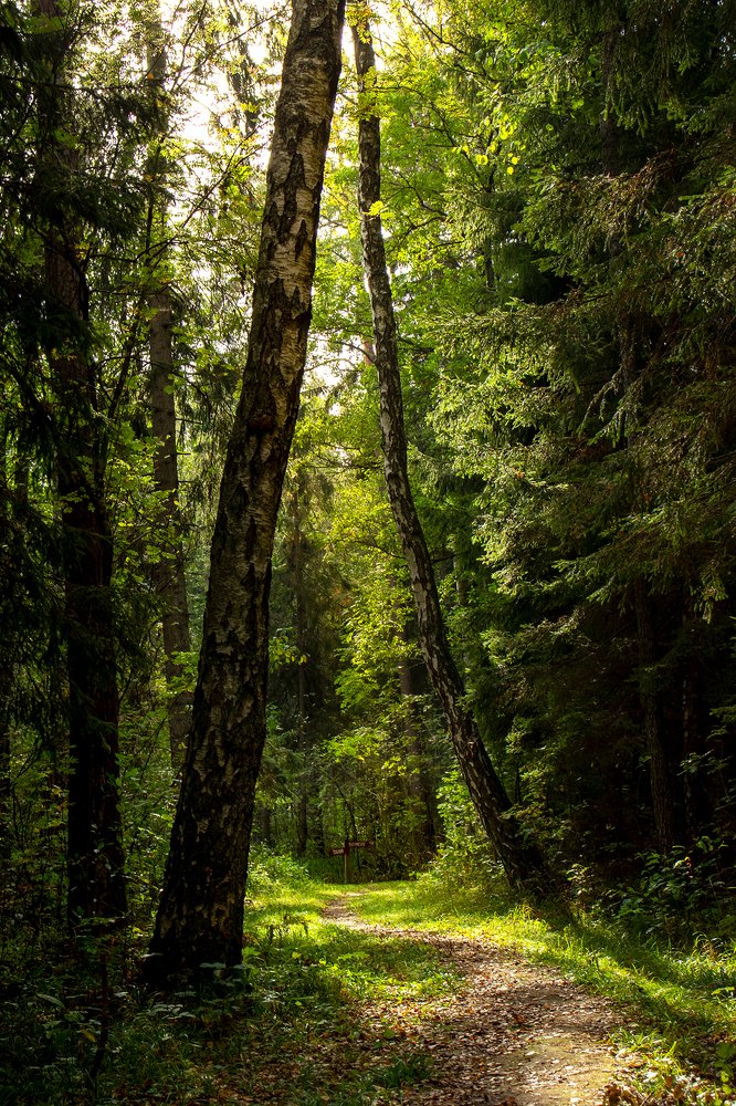 Волшебство леса / The Magic of the Forest