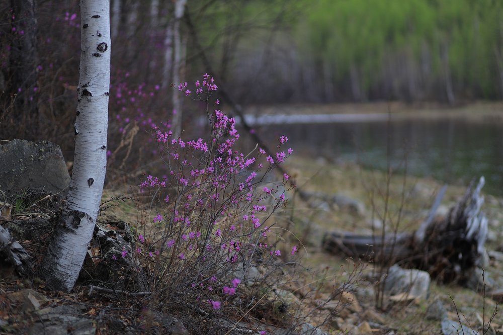 Куст багульника